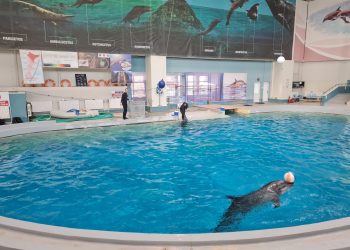 Simpaticele vedete ale Delfinariului din Constanța, NiNi și Chen Chen, ar putea deveni mămici