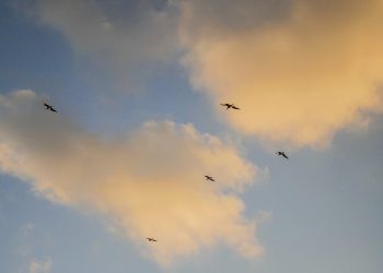 DOBROGEA: Ne bucurăm de o zi cu temperaturi ridicate pentru această perioadă