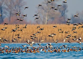 Administraţia Rezervaţiei Biosferei „Delta Dunării” are șef nou