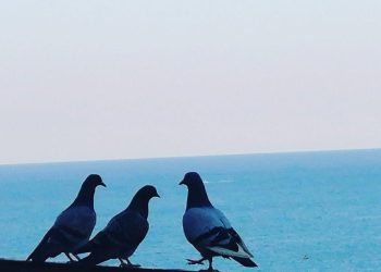 În ziua războiului, noi am hrănit păsările păcii