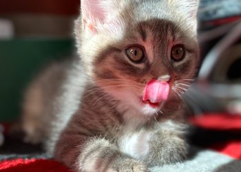 Pisicile și sănătatea mintală – o legătură mai strânsă decât ai crede