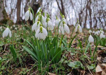 Evadare de weekend cu „vestitorii primăverii” – Galerie foto, video