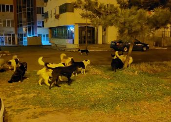 Haitele de maidanezi, un nou „asediu” asupra Constanței