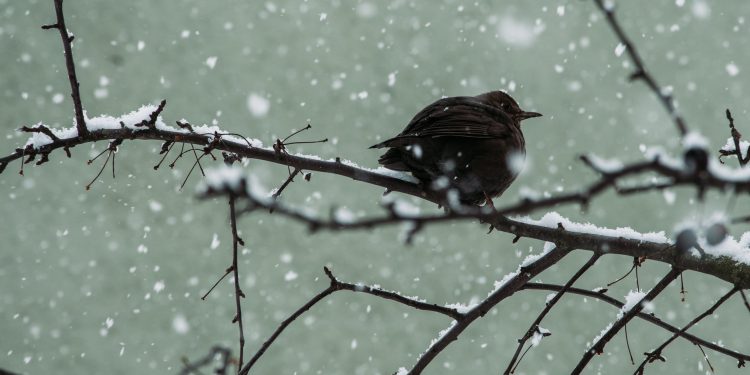 sursa foto: pexels.com