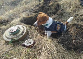 Ucraina: Și cățeii merg pe front. Patron, patrupedul pirotehnist   