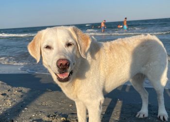 Reguli privind accesul cu animale de companie pe plajele litoralului Mării Negre