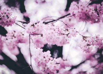 Mesaje de la nivel înalt, cu ocazia Floriilor și a sărbătorilor pascale