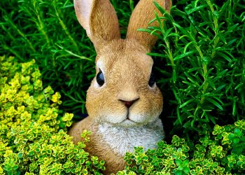 Constănțenii, invitați să fie ajutoarele Iepurașului