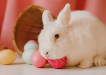 Paștele Catolic: Între tradiții și obiceiuri