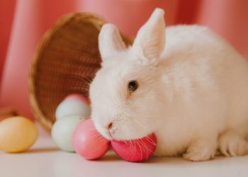 Povestea și semnificația iepurașului de Paște