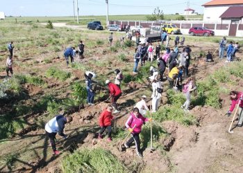 Acțiuni de plantare și ecologizare în Limanu și 2 Mai