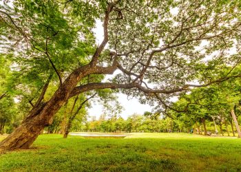 Primăria vrea un nou parc municipal. Constănțenii, consultați prin chestionar