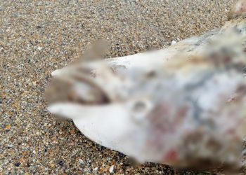 Constanța: Delfin eșuat pe plaja Trei Papuci