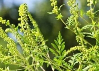 Urmează perioada de polenizare a ambroziei. Se lasă cu sancțiuni pentru cei care nu își curăță terenurile