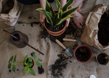 Județul Tulcea: S-a dat startul concursului online cu premii „Micul agricultor”