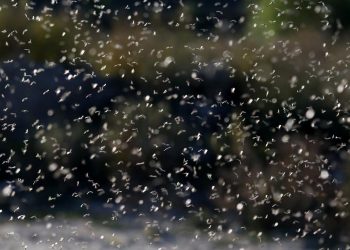 E vremea rusaliilor. Nu încă a sărbătorii, ci a insectelor