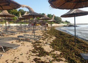 ABADL: Stoparea fenomenului algal prin montarea de plase în larg este total ineficientă