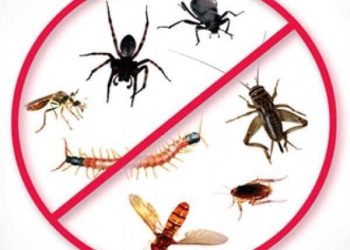 Medgidia: Începe a treia etapă a campaniei de dezinsecție