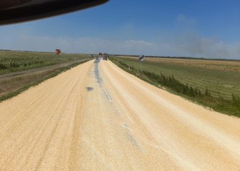 Porumb la drumul mare, pe DN 2B