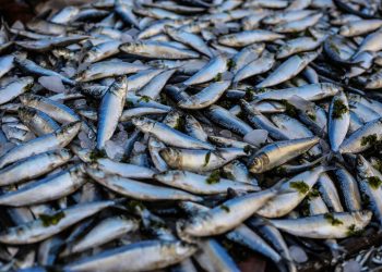 Mangalia: Pește proaspăt, direct din barcă, în Portul Turistic 