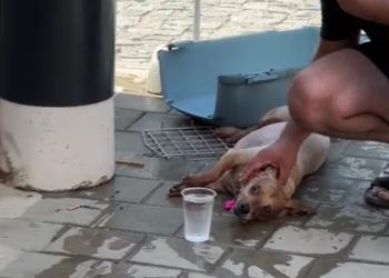 Lăsați în mașină, în plină caniculă! Un câine a murit în chinuri! 