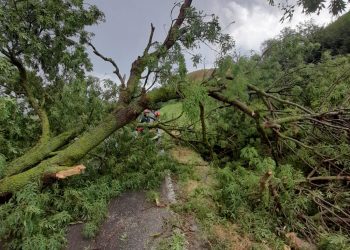 Tulcea: Gospodării inundate și copaci căzuți pe carosabil