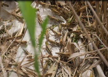 Ce spun autoritățile și specialiștii despre invazia lăcustelor de la Tulcea