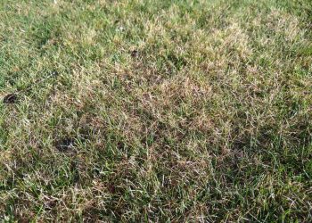 Dansul ploii la Constanța