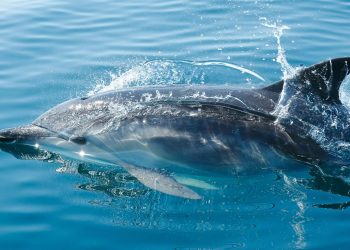 Concurs cu premii, dedicat Zilei Delfinului