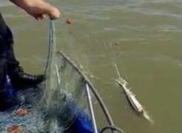 Tulcea: Sturioni pescuiți ilegal, descoperiți de polițiști 
