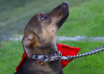 Cățelul Pongo și-a găsit stăpân la meciul Farul- FC Voluntari