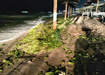 Tone de alge strânse de la malul mării 