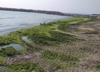 Alge adunate în minivacanță cât într-o lună (GALERIE FOTO)