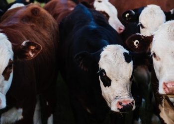 APIA eliberează adeverinţe pentru crescătorii de animale care doresc să acceseze credite bancare