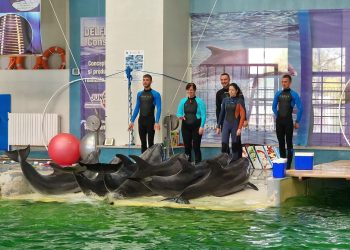 Vești bune pentru cei care vizitează în aceste zile Delfinariul din Constanța