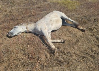 UPDATE: INUMAN! Cal rănit într-un accident rutier și abandonat. Este încă viu, după 24 de ore de chin