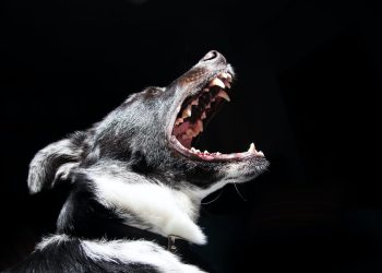 Câine periculos, împușcat de polițiști, după ce a mușcat o tânără, la Mangalia 