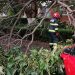 Un copac a căzut pe o mașină. Intervine descarcerarea (FOTO)