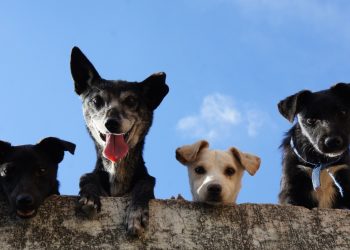 O nouă campanie de sterilizare gratuită. Iată unde se va desfășura