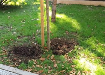 Ovanesian a rămas fără flori, peste noapte