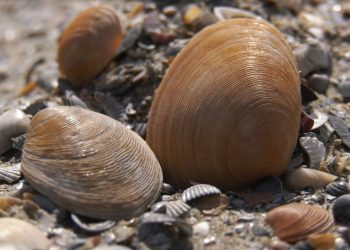 Eforie: Operațiune de salvare a unei specii de scoici pe cale de dispariție