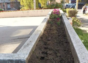 Ziua… cârtiței. După hortensii, au dispărut și crizantemele 