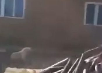 Câini loviți cu sadism! Poliția: „Nu sunt în pericol și nu-i confiscăm!”