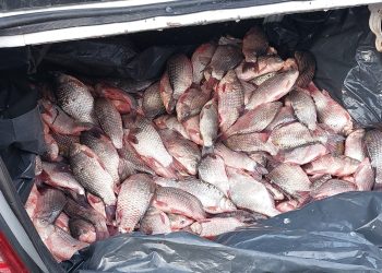 Pește braconat, confiscat de jandarmi la Cobadin