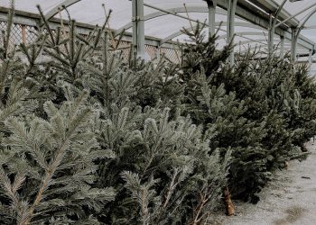 Apar brazii pe piață. Vezi cât costă cei de la Romsilva 