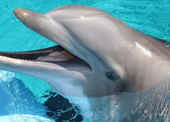 Cum reacționează animalele la cutremur