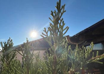 Vremea în Dobrogea, la început de ianuarie