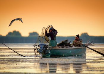 Federaţia producătorilor de peşte din Deltă vrea coduri QR pentru pescari 