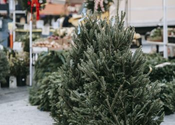 Goana după brazii de Crăciun