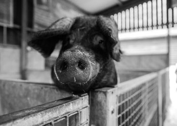 Remedii populare în tratarea unor maladii în preajma Crăciunului